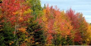 Mauricie park fall colors